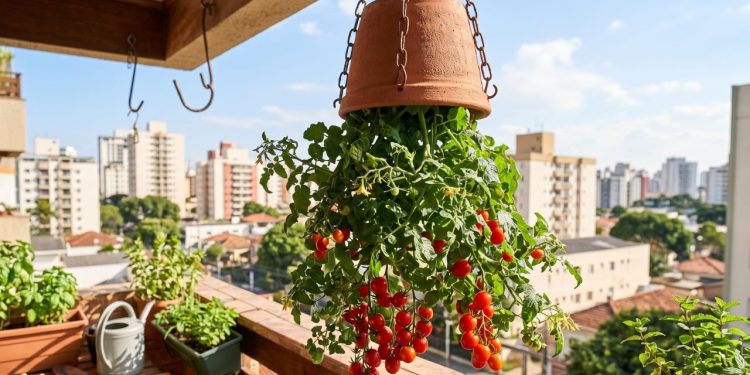 Pendurar pé de tomate de cabeça para baixo: por que tantas pessoas estão fazendo isso?
