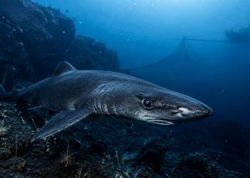 O que é o “ouro líquido” dos tubarões e por que ele está levando espécies à extinção