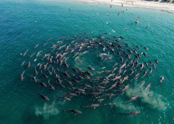 Mais de 100 tubarões-de-fundo nas costas do Rio Negro e o motivo é impressionante