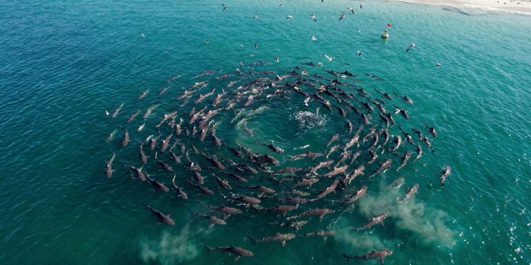 Mais de 100 tubarões-de-fundo nas costas do Rio Negro e o motivo é impressionante