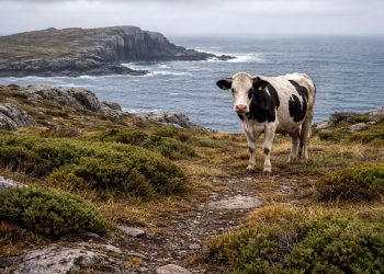 Em uma ilha isolada por mais de 150 anos, um grupo de vacas surpreendeu a ciência ao desenvolver características raras
