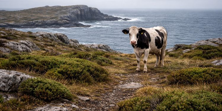 Em uma ilha isolada por mais de 150 anos, um grupo de vacas surpreendeu a ciência ao desenvolver características raras