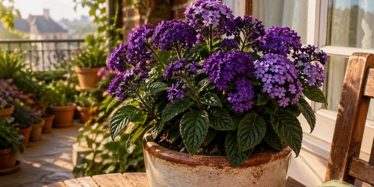 Essa planta tem um aroma de baunilha, cor intensa e floresce por meses embelezando jardins