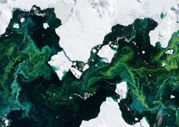 A Antártida está ficando verde: as imagens que surpreendem os especialistas
