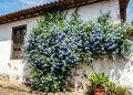 A planta que transforma muros comuns em uma cascata de flores azuis e cresce sem pedir muito em troca