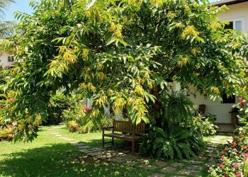 A árvore aromática e florida que embeleza o seu jardim com flores exuberantes em poucos anos