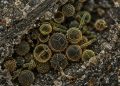 Cientistas descobriram mais de 12 mil microfósseis em rochas de 1,7 bilhão de anos que estavam “guardadas” em armazém