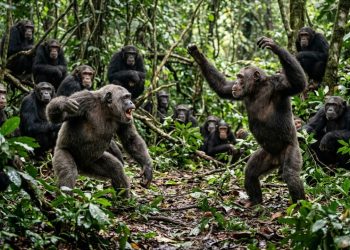 'Guerra civil' sem precedentes entre chimpanzés é documentada