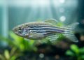Um antigo truque evolutivo permite que peixes estabilizem a cabeça sem precisar de pescoço