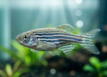 Um antigo truque evolutivo permite que peixes estabilizem a cabeça sem precisar de pescoço