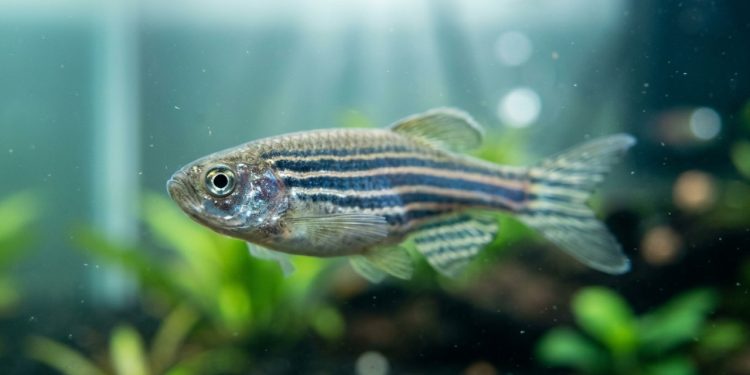 Um antigo truque evolutivo permite que peixes estabilizem a cabeça sem precisar de pescoço
