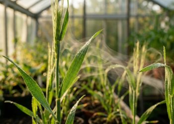 As plantas podem estar “espionando” os vizinhos pelo cheiro para decidir como crescer