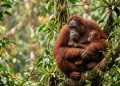 Cientistas descobriram que filhotes de orangotango mamam por mais de seis anos, um recorde entre os mamíferos.