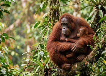 Cientistas descobriram que filhotes de orangotango mamam por mais de seis anos, um recorde entre os mamíferos.