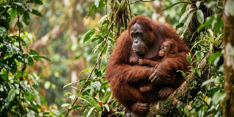 Cientistas descobriram que filhotes de orangotango mamam por mais de seis anos, um recorde entre os mamíferos.