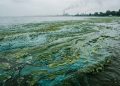 Cientistas descobriram que o Lago Erie produz uma “sopa proibida” de toxinas mais complexa do que se imaginava