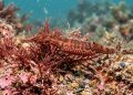 Um raro “pai grávido” do oceano está chamando atenção de cientistas do mundo inteiro