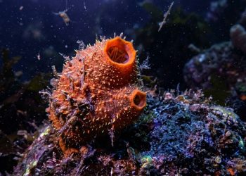 Espirro-do-mar revela espinhos brilhantes e anatomia inesperada do sistema nervoso