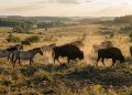 Bisões, cavalos e gado podem ser a chave para restaurar a biodiversidade perdida dos insetos