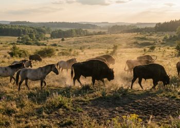 Bisões, cavalos e gado podem ser a chave para restaurar a biodiversidade perdida dos insetos