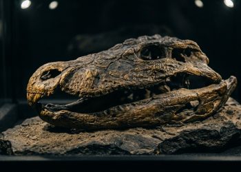 Fóssil de “crocodilo sem dentes” revela como era a vida antes da explosão dos dinossauros