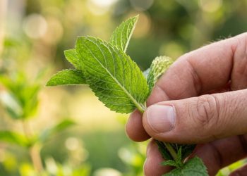 Cientistas revelam como os humanos descobriram quais plantas eram seguras para comer e quais podiam matar