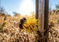 Pesquisa mostra que temperaturas elevadas podem afetar o comportamento sexual das abelhas