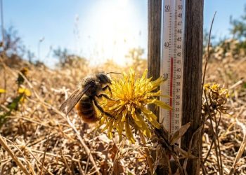 Pesquisa mostra que temperaturas elevadas podem afetar o comportamento sexual das abelhas