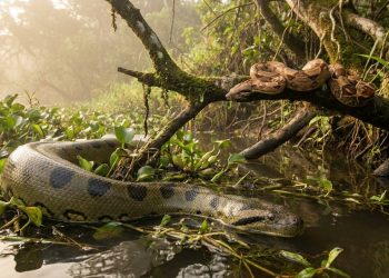 Não é tudo o mesmo animal: entenda a diferença real entre sucuri, anaconda e jiboia