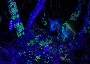 Parece ficção científica, mas é real: animais da Tasmânia brilham em neon sob luz ultravioleta