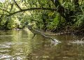 Com patas que criam bolsas de ar, esse animal corre sobre a água e transforma a fuga em espetáculo da natureza