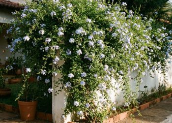 A planta trepadeira de flores azuis que valoriza muros ensolarados e ainda exige poucos cuidados