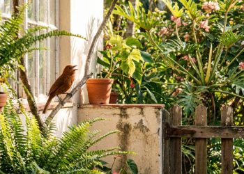 O que significa quando pássaros cantam durante o dia no jardim, segundo especialistas?
