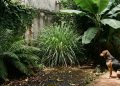 Não plante estas 4 plantas no seu jardim se você quer evitar roedores e carrapatos