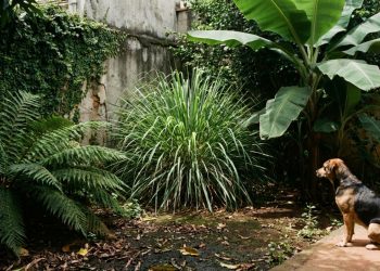 Não plante estas 4 plantas no seu jardim se você quer evitar roedores e carrapatos