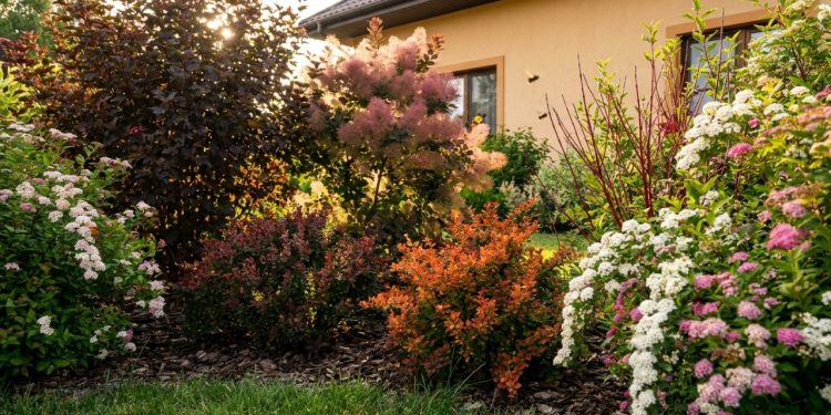 Arbustos coloridos transformam o quintal em um jardim cheio de vida e privacidade