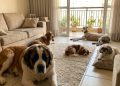 As 10 raças de cães que combinam companhia, calma e uma rotina mais tranquila dentro de casa
