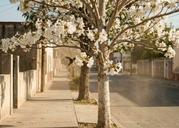 A árvore resistente que não destrói a calçada e vira ponto de parada para beija-flores
