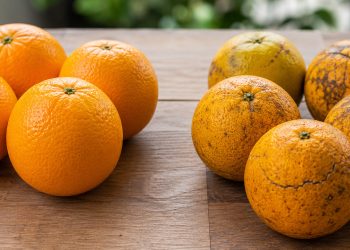 O segredo da laranja que muita gente ignora na hora de consumir