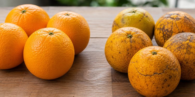 O segredo da laranja que muita gente ignora na hora de consumir