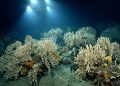 Cientistas mapeiam o maior recife de coral de águas frias do mundo e descobrem um novo gigante na Patagônia argentina