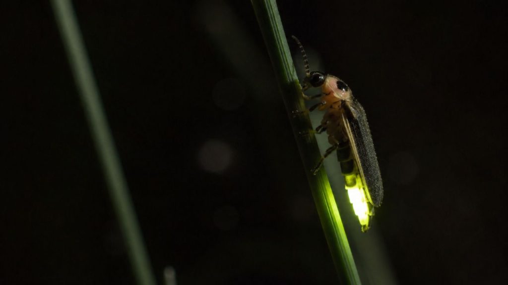 Um raro fóssil em âmbar birmanês permitiu aos pesquisadores confirmar que os vaga-lumes já brilhavam na era dos Dinossauros