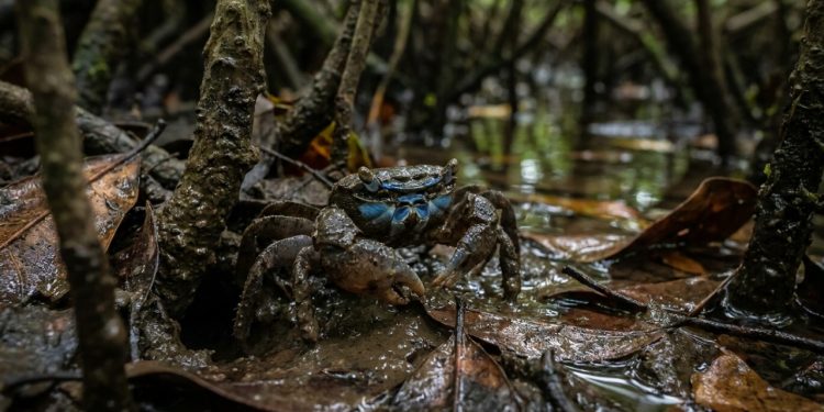 Caranguejo-de-banda-facial emerge do mangue com faixa azul brilhante no rosto