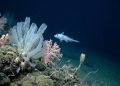 A maior missão global para mapear a vida no oceano encontrou 1.121 espécies em um ano e revelou um mundo ainda desconhecido