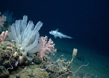 A maior missão global para mapear a vida no oceano encontrou 1.121 espécies em um ano e revelou um mundo ainda desconhecido