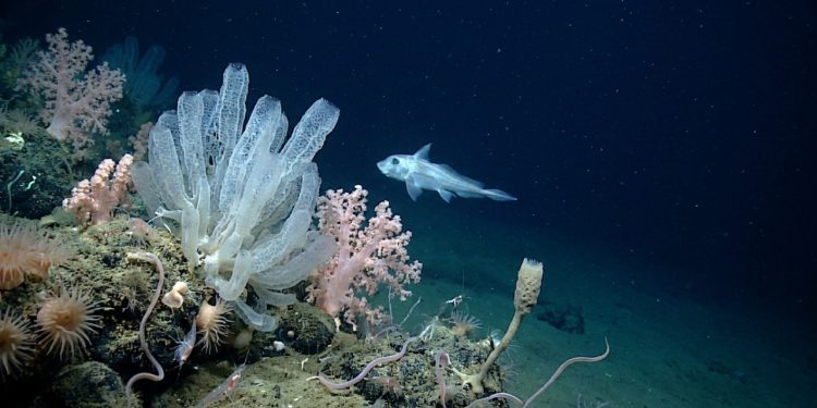Vida marinha profunda revela espécies desconhecidas iluminadas por ROV