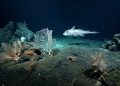 Com 1.121 espécies em um ano, missão global revela que o oceano ainda esconde uma vida quase sem nome