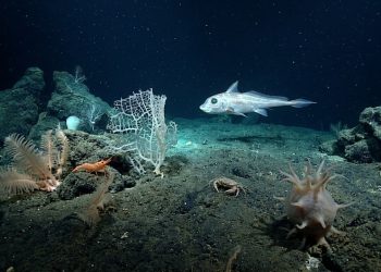 Com 1.121 espécies em um ano, missão global revela que o oceano ainda esconde uma vida quase sem nome