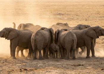 Por que os elefantes se unem em círculo durante tremores? A ciência encontrou uma explicação fascinante