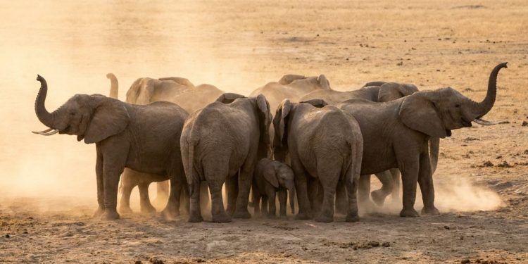 Por que os elefantes se unem em círculo durante tremores? A ciência encontrou uma explicação fascinante